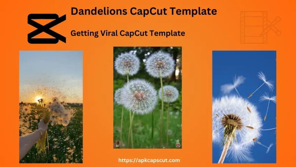 dandelions-capcut-template-feature-image