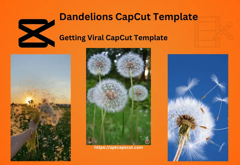 dandelions-capcut-template
